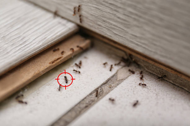 Flea Control Services in Yutan, NE